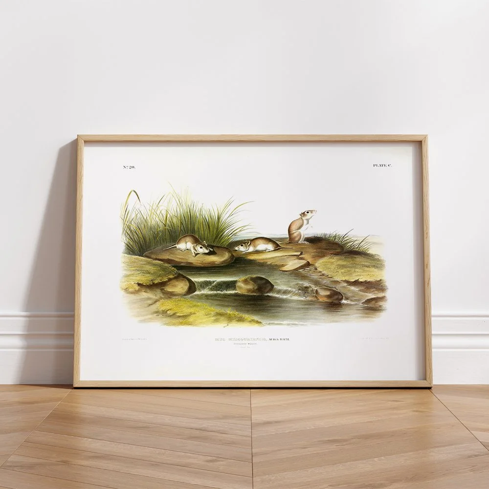 Brown or Norway Rat - Plate 54 — Audubon Art Prints
